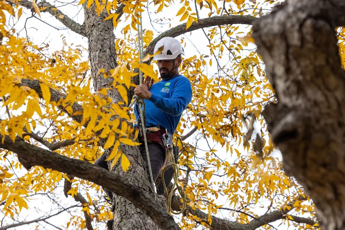 Skilled Tree Transplanting crew working in Valle Crucis