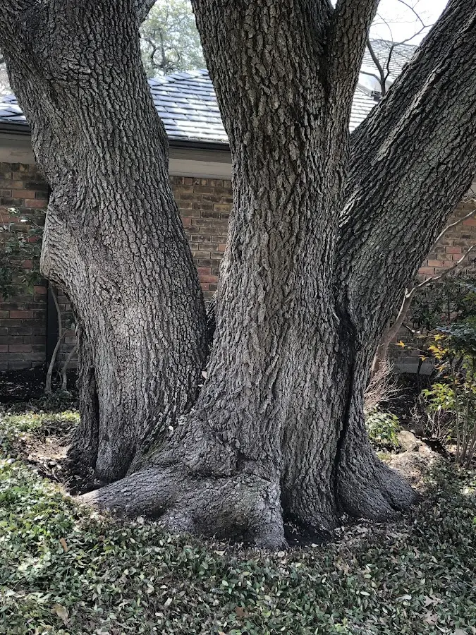 Mature heritage tree close to a Valle Crucis property cared for by certified arborists